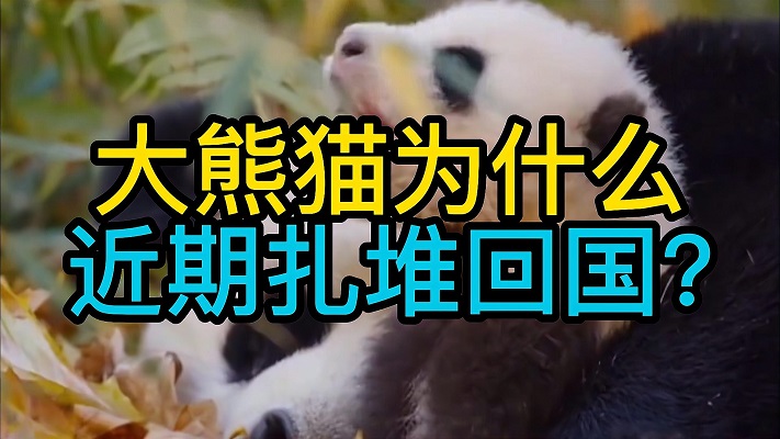 大熊猫为什么近期扎堆回国？